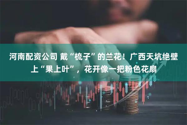 河南配资公司 戴“梳子”的兰花！广西天坑绝壁上“果上叶”，花开像一把粉色花扇